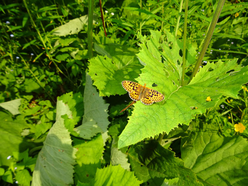 accoppiamento di Boloria euphrosyne - Nymphalidae